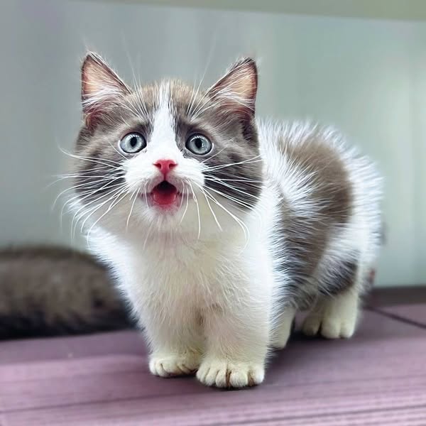 Munchkin