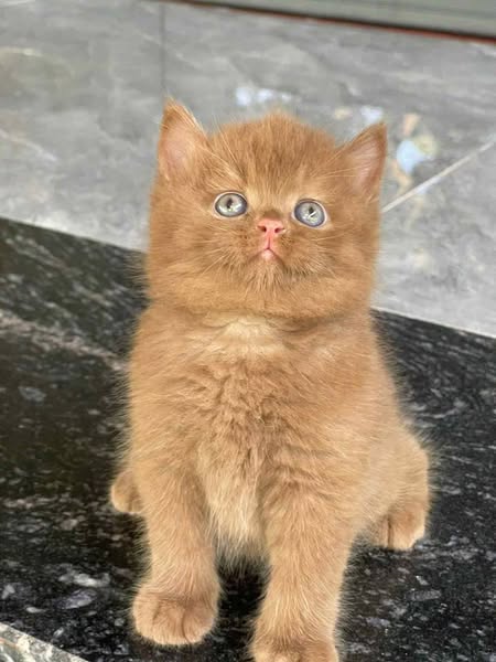 British Shorthair