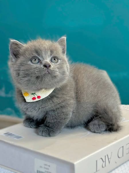 Munchkin
