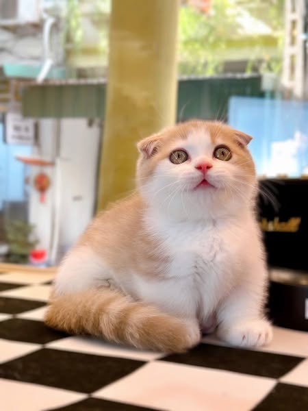 Munchkin Fold