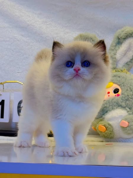 Ragdoll