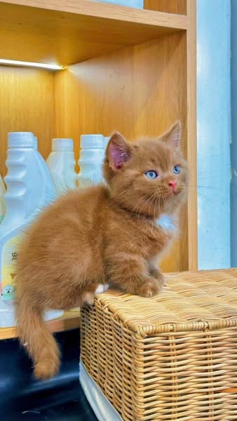 Munchkin