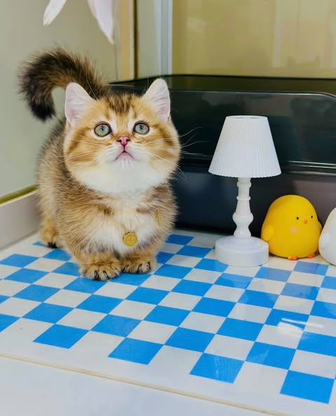 Munchkin