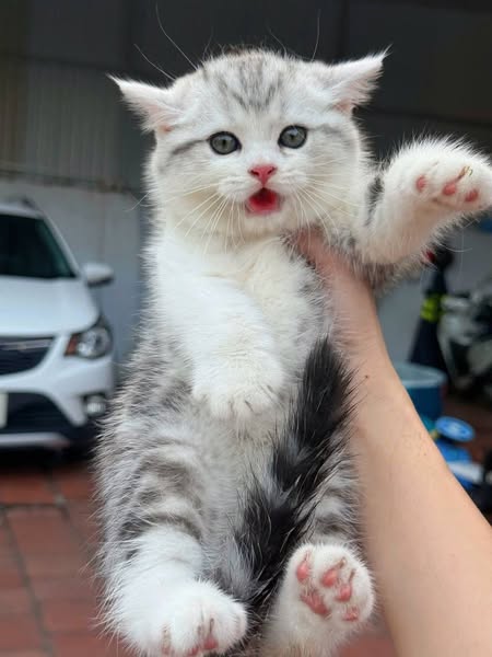 British Shorthair