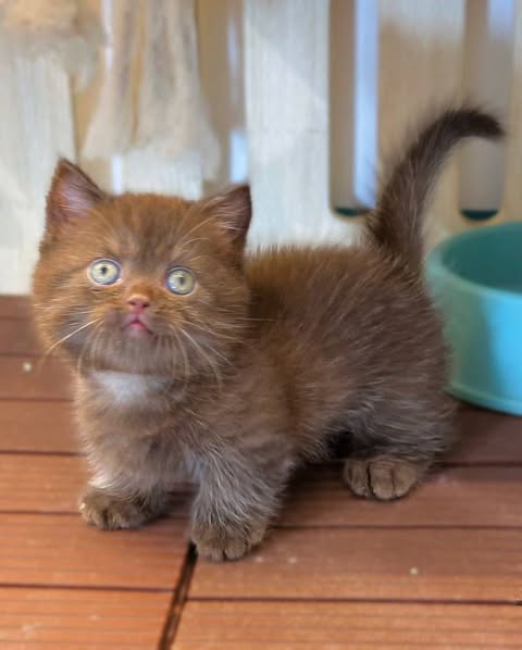 Munchkin