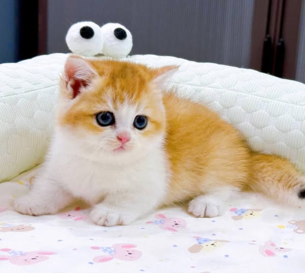 Munchkin