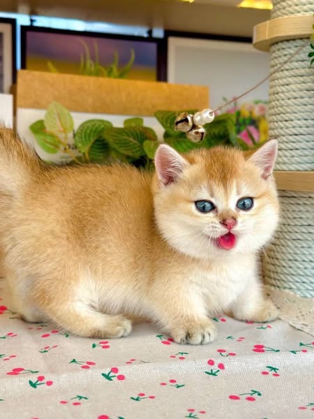 Munchkin