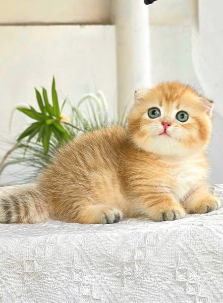 Munchkin Fold