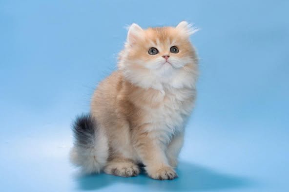 British Longhair