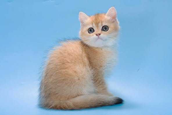British Shorthair