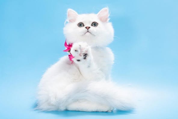 British Longhair