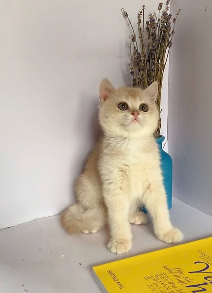 British Shorthair