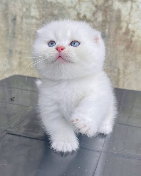 Munchkin Fold