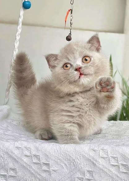 Munchkin