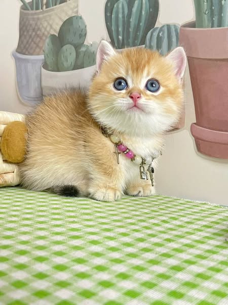 Munchkin