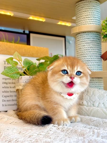 Munchkin Fold