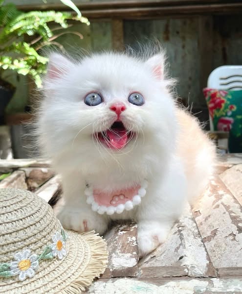 Munchkin Longhair