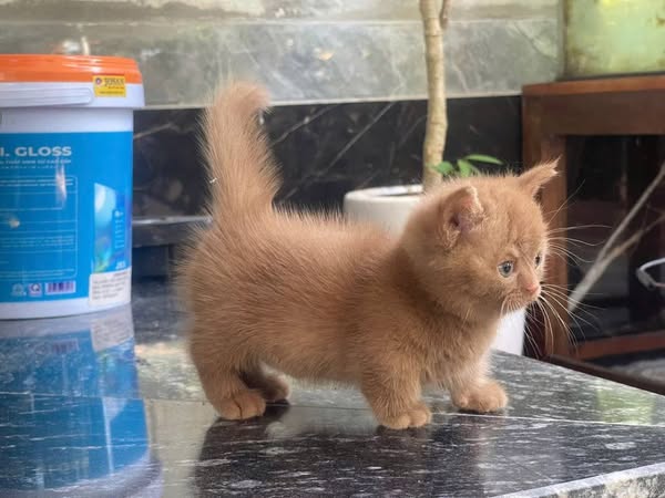 Munchkin