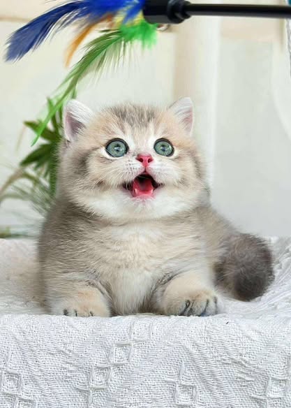 Munchkin