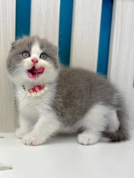Scottish Fold