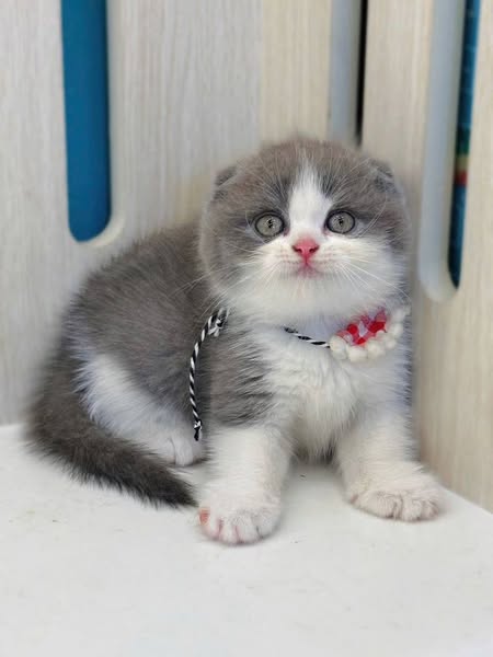 Scottish Fold
