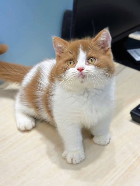 British Shorthair