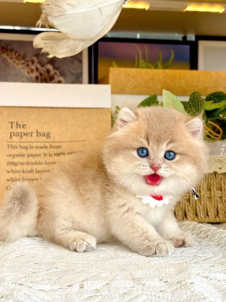 British Longhair
