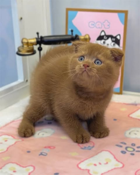 Scottish Fold