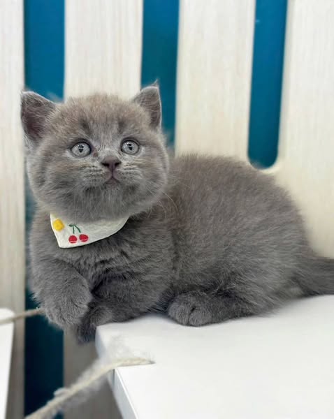 Munchkin
