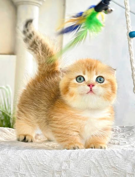 Munchkin Fold