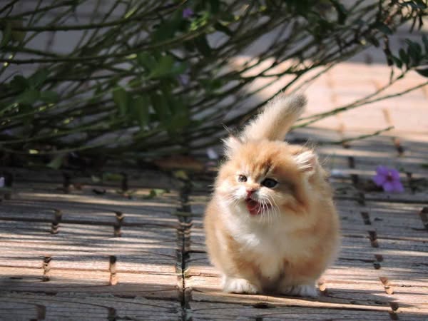 Munchkin Longhair