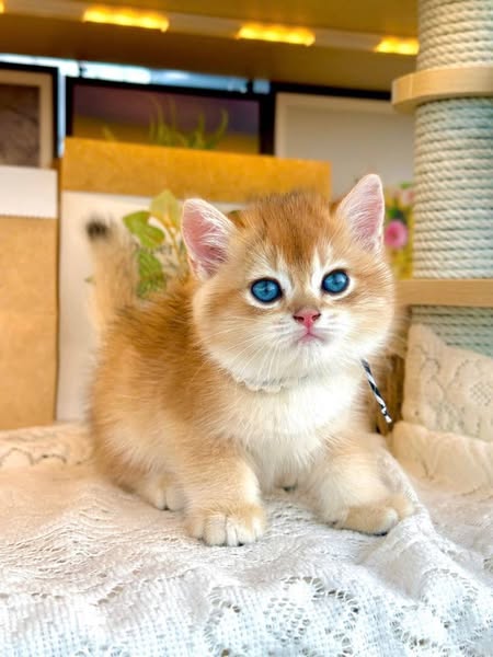 British Shorthair