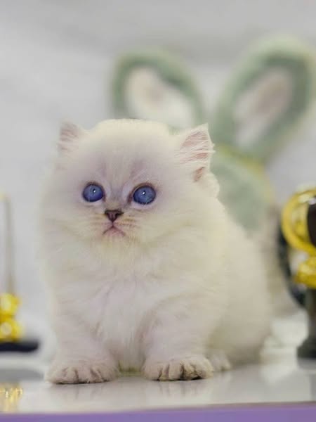 Munchkin Longhair