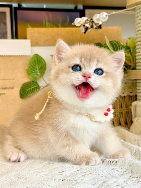 British Shorthair