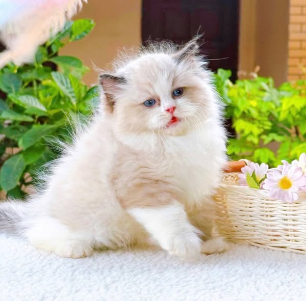 Ragdoll