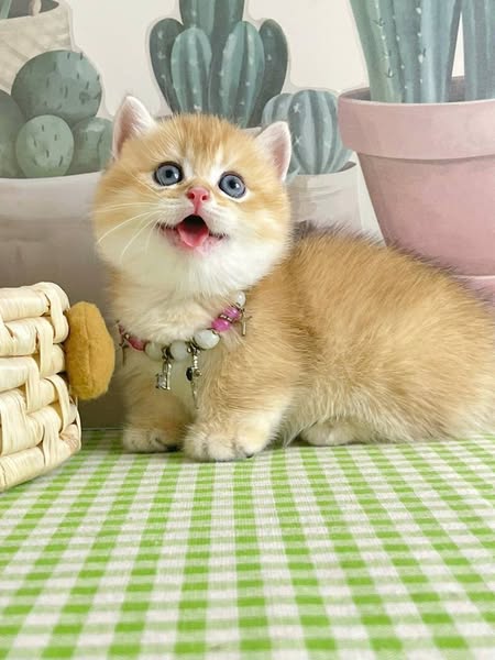 Munchkin