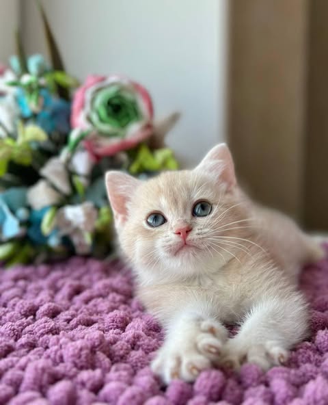 British Shorthair