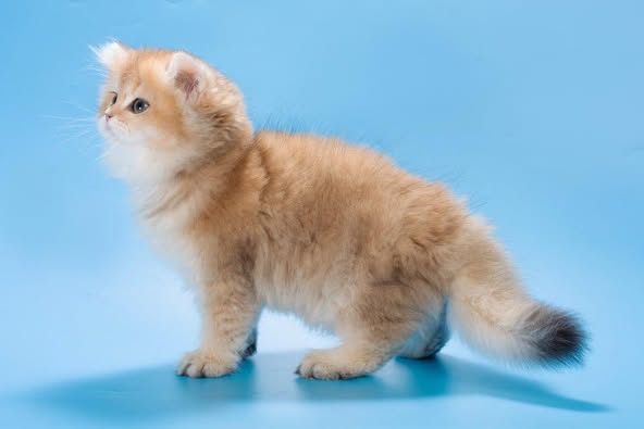British Longhair