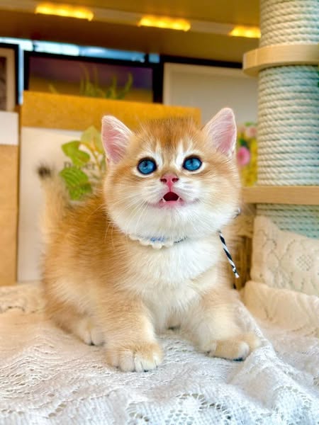 British Shorthair