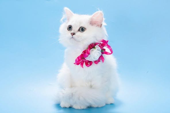 British Longhair