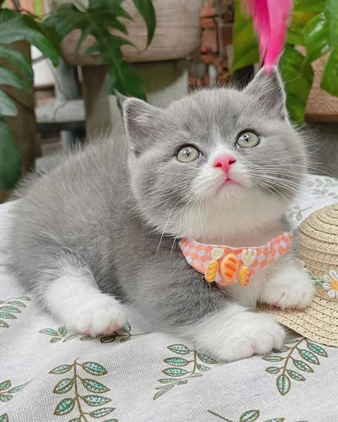 Munchkin
