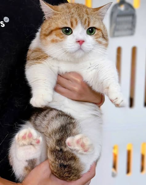 Munchkin