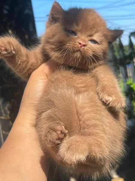 British Shorthair