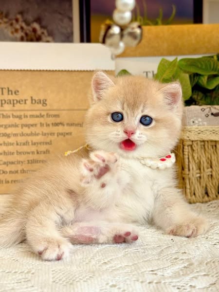 British Shorthair