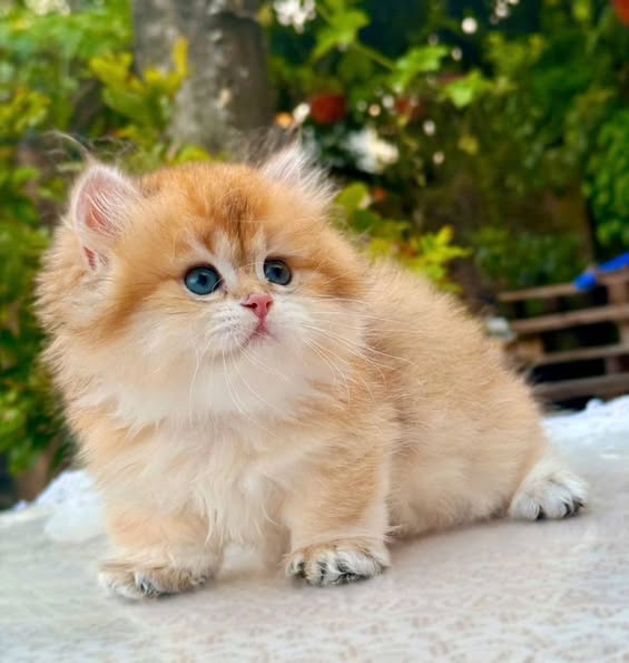 Munchkin Longhair