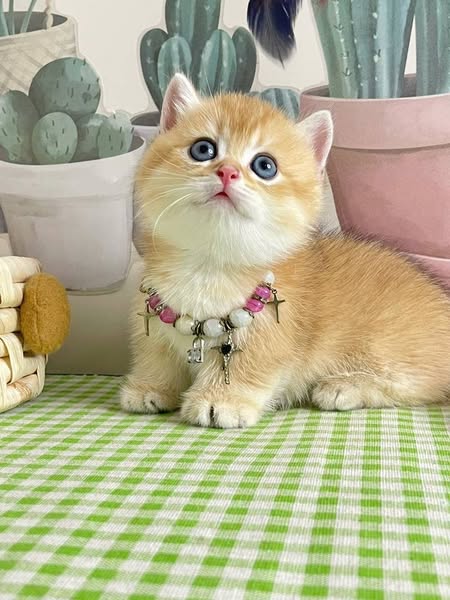 Munchkin