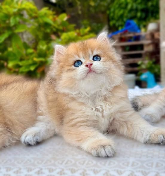 British Longhair