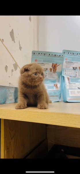 Scottish Fold