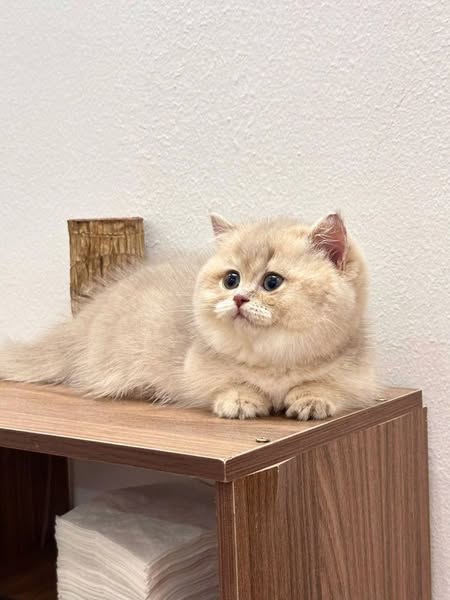 Munchkin