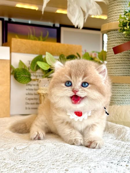 British Longhair